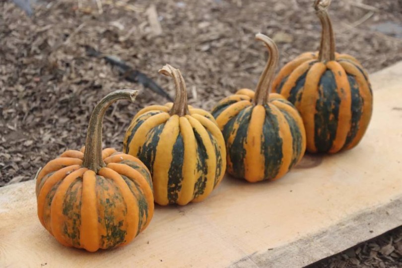 Kamo Kamo nyári tök - cukkini, Cucurbita pepo, tök, cukkini, tökfélék, cucurbita
